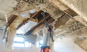 Best Emergency Mold Remediation  in Belton, SC